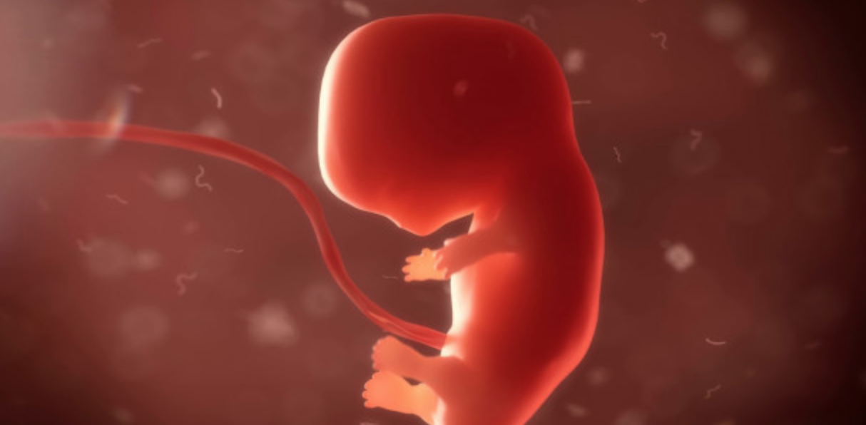 Aborto, le immagini sono scioccanti ma è vietato mostrare la verità 1